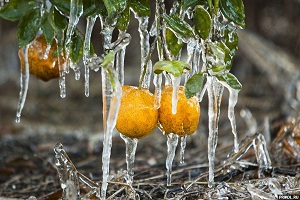 florida-zamorozki-02[1].jpg