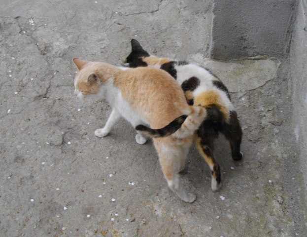IMGP1144.JPG