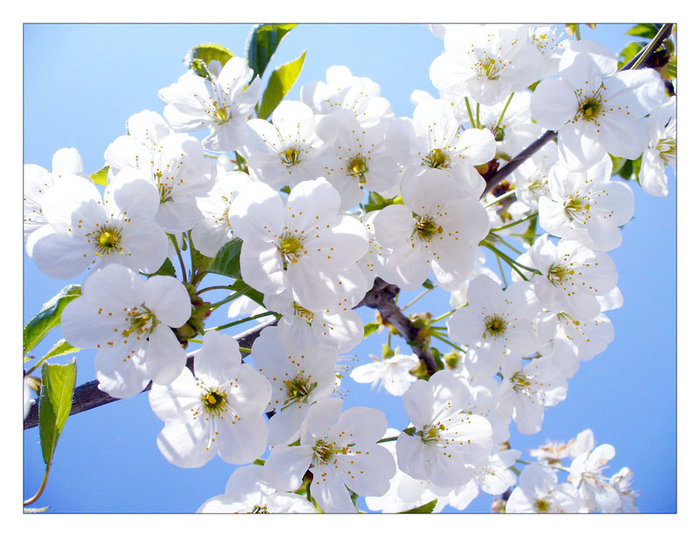 39139770_1233688156_Cherry_Flowers_by_John77.jpg