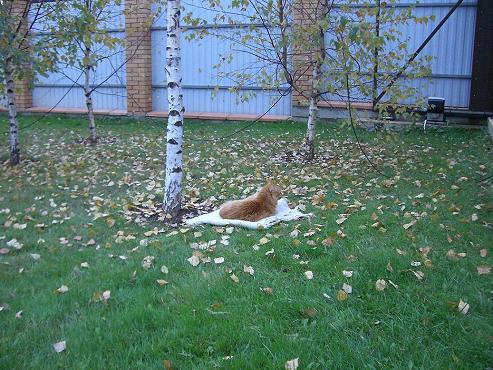 котик.JPG
