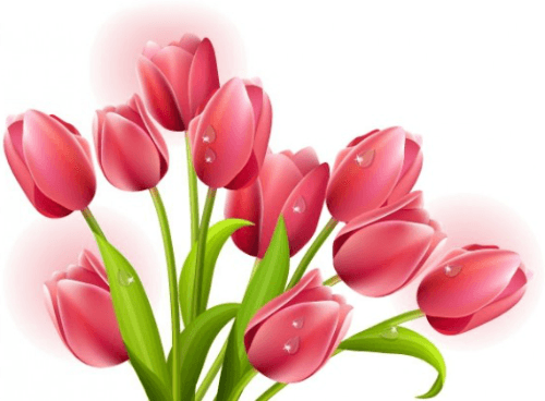 tulips_500_368.png