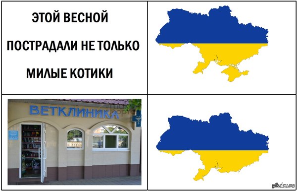 котики.jpg