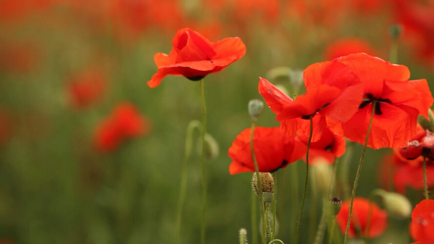 flowers.jpg