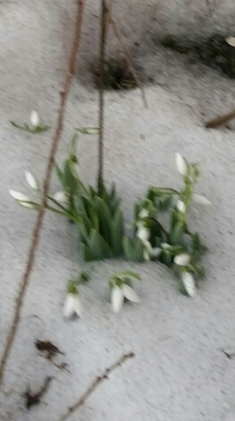 2016-03-27 18.41.37.jpg