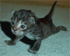 1251913650.gif