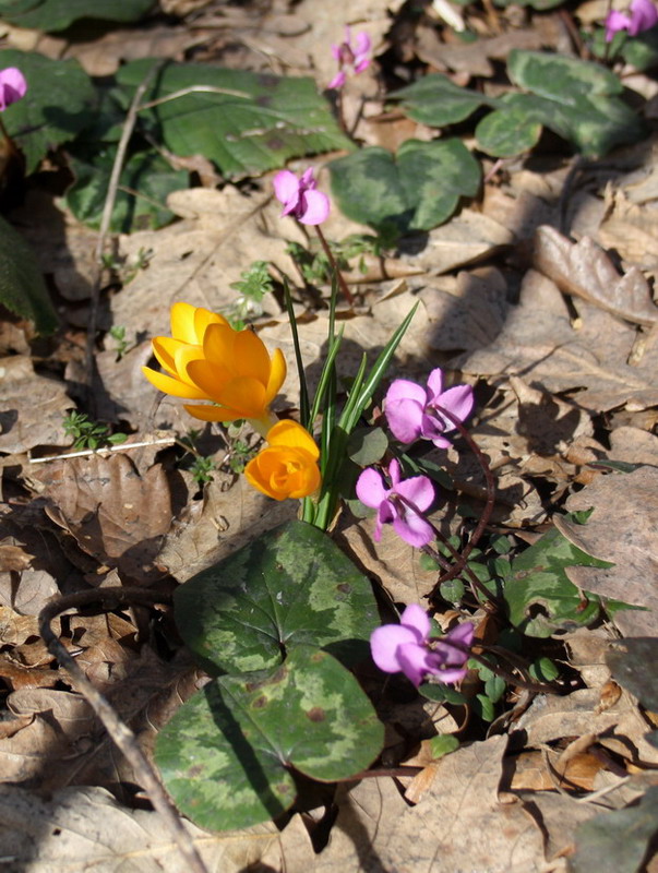crocus.-1jpg.jpg