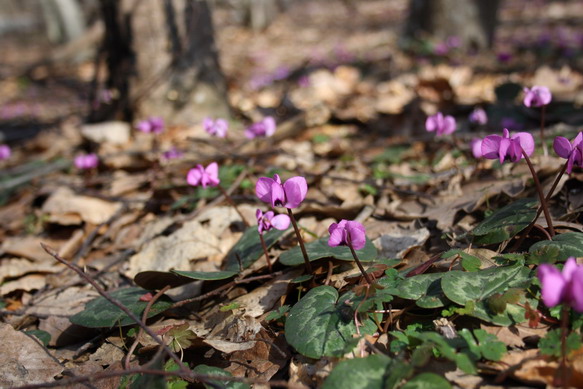 viola-1.jpg
