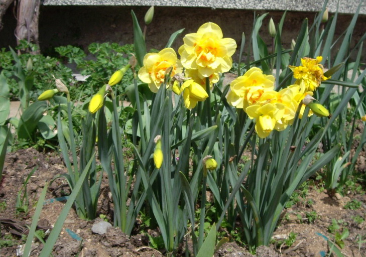 IMGP0956.jpg