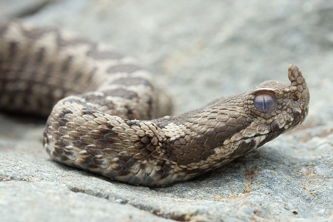 vipera_ammodytes_portrait.jpg