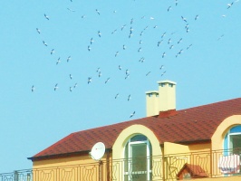 Утро в Меден Рудник.jpg-1.jpg