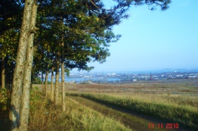 Лес рядом с домо DSC04627.jpg-1.jpg-2.jpg