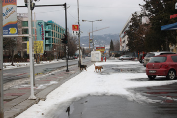 болгария 2012 040-1.jpg