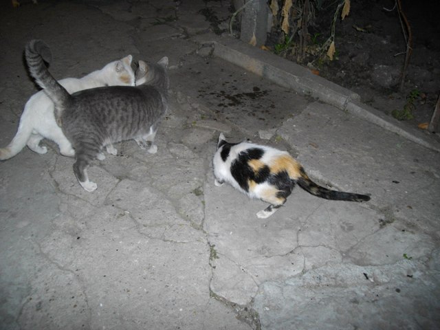 IMGP1025.JPG