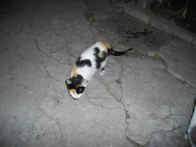 IMGP1029.JPG